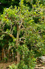 The Cerrado araticum, Annona crassiflora, is a fruit native to the Brazilian Cerrado. It is characterized by  high nutritional value and potential health benefits, such as antioxidants. Abadiânia 2019