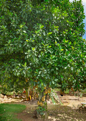 The jackfruit tree, Artocarpus heterophyllus, also known as jack tree, rich in collagen, is a species of tree in the fig, mulberry, and breadfruit family. Cocalzinho, GO< BR, 2019