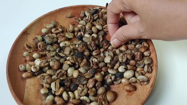 Close up woman's hand picking and checking quality bad raw coffee beans on a wooden plate isolated white background 