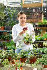 Woman in casual clothes looking for name of common ivy on internet on mobile phone