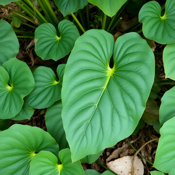 Sweet potatoes leave in the nature. Sweet potato leaves are medium to large in size and are cordate, or heart-shaped with pointed tips. Javanese call it "telo rambak"
