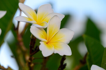 Fototapeta premium Plumeria Tree with White Flowers Blooming Under Blue Sky