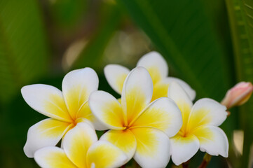 Romantic White Plumeria Flowers Blooming in Cyprus Sky