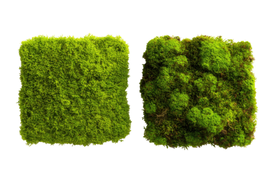 Two square patches of vibrant green moss.  Each patch displays a slightly varied texture and shade of green.  Isolated against a black background