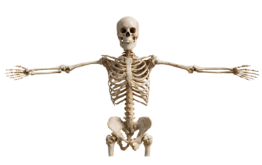  Skeleton full-body silhouette isolated on a transparent background, PNG file.