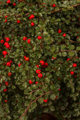Green bush with red berries closeup