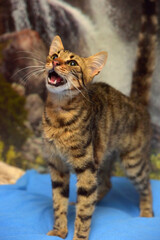 A tabby cat with a distinct tabby pattern stands on a blue surface against a backdrop of a waterfall and rocks.  