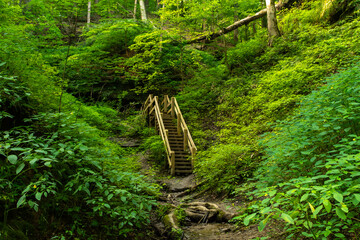 Morning light on the hiking trails through the ravines.  Shades State Park, Indiana, USA.