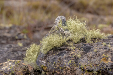The lichen covered rocks of the steep hill of Pena Parida, a touristic place in the outskirts of the town of Cucaita in the eastern Andean mountains of central Colombia.