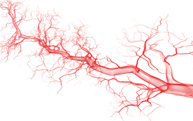  Vector illustration of red glowing human capillaries, veins, and arteries on a transparent background.  