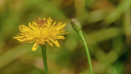 A young brown grasshopper feeding on a dandelion flower, illuminated by the midday sun, in a farm in the eastern Andean mountains of central Colombia.