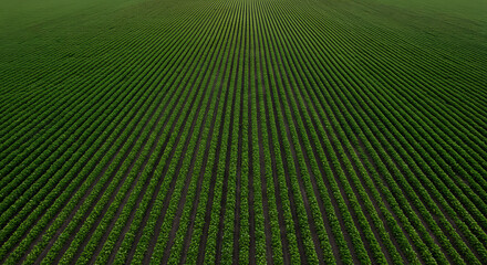 Vast Green Agricultural Field with Orderly Crop Rows Aerial View