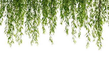 Weeping willow with lush green leaves isolated on transparent background.