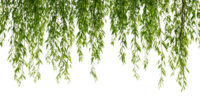 Weeping willow with lush green leaves isolated on transparent background.