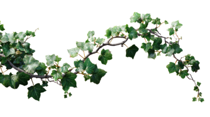 This elegant ivy vine with vibrant green leaves is set against a transparent backdrop.
