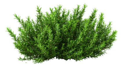 Vibrant green rosemary bush with a transparent background, perfect for various uses.