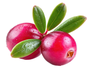 Close-up of two fresh cranberries with leaves