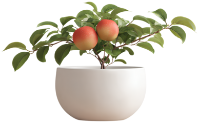 A Ficus tree in a white pot, PNG clipart with a transparent background, simple.  