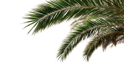 Detailed view of vibrant green palm leaves on a transparent background for versatile use.