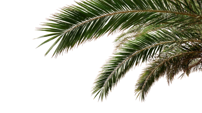 Detailed view of vibrant green palm leaves on a transparent background for versatile use.