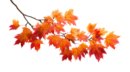 Beautiful autumn maple leaves on a branch with a transparent background.