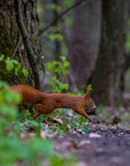 Squirrel running in forest