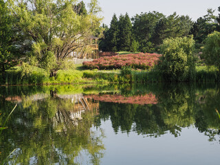 Obraz premium Vibrant Echinacea flowers reflected on a tranquil lake in Ashburn Village, Virginia