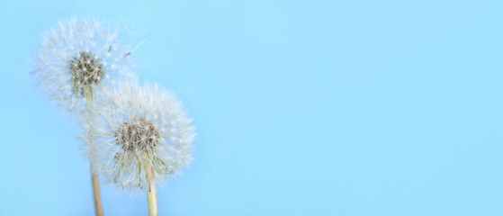 Dandelion flowers on blue background