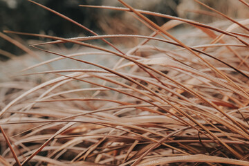 Grass leaves in frost. Imperata cylindrica in winter weather.Dry Leaves Covered in Frost.Close-Up...