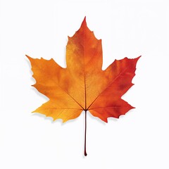 Fototapeta premium Vibrant orange and red maple leaf isolated on white background symbolizing autumn season