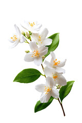 Close-up of jasmine flowers with green leaves on a branch