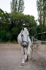 White horse walks towards the camera in an outdoor pen surrounded by trees at dusk
