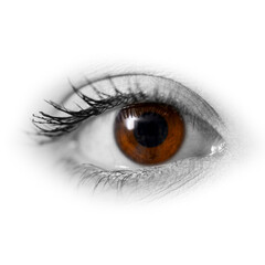 Fototapeta premium Face of young woman with brown eyes, close up
