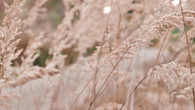 Cereals movement.Natural background with cereal plants close-up. Plant wallpaper in beige tones. The grasses sway in the wind. 4k footage