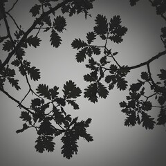 Silhouette of oak tree branches with leaves against a light sky