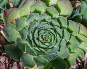 Fototapeta premium Close-up Rosette Form of a Hens and Chicks Succulent Plant
