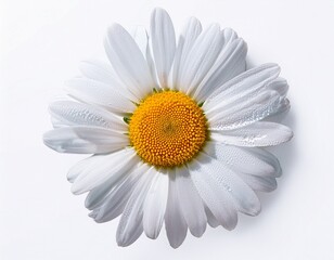 a daisy flower on a white background drops of water on a flower isolated view from above close up copy space