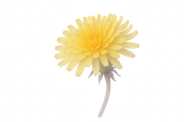 Yellow dandelion flower blooming, close-up view against transparent background, highlighting delicate botanical details