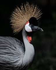 Golden Crowned Crane