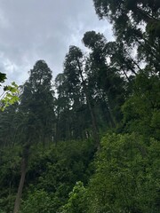 Fototapeta premium Mountain forest in the rainy day