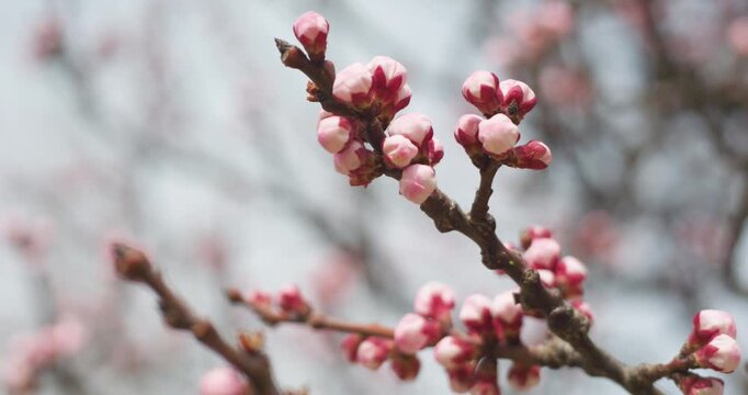 Apricot blossoms in spring are in bud.