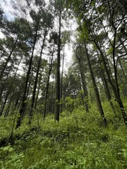 Mountain forest in the rainy day