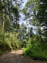 Fototapeta premium Mountain forest in the rainy day