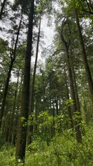 Fototapeta premium Mountain forest in the rainy day