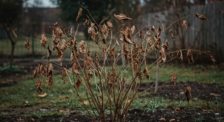 Obraz premium Dry brown plant with wilted leaves in a garden setting 
