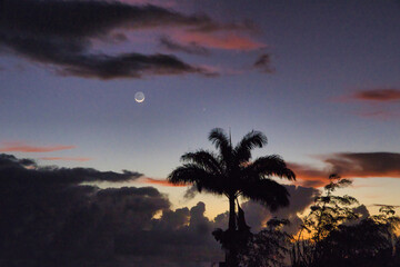 Silouetted palm tree during a sunrise on Maui.