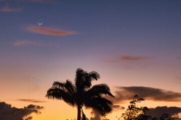 Silhouetted palm tree during a blue hour sunrise on Maui.