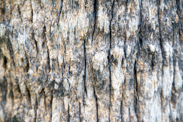 Detailed close-up of rough tree bark showing natural ridges, fibers, and texture. Suitable for use as a natural background or design texture.