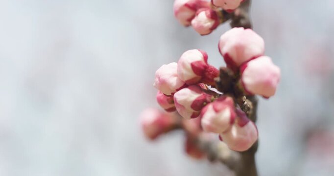 Apricot blossoms in spring are in bud.