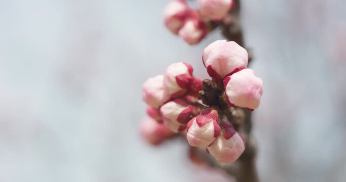 Apricot blossoms in spring are in bud.